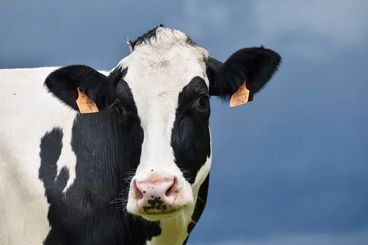 В Республике Мордовия суточный надой молока на одну корову превысил 20 кг - Минсельхоз
